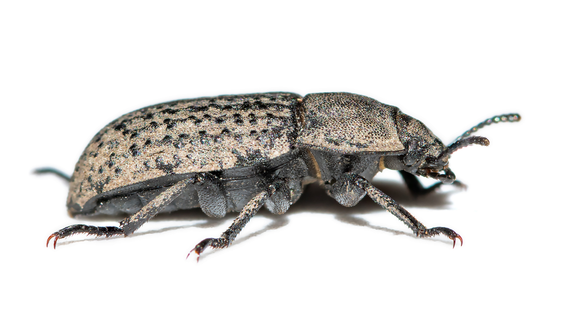 Opatrum sabulosum - sároshátú gyászbogár