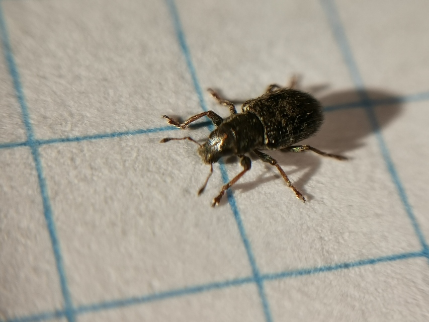 Sitona hispidulus - szőrös csipkézőbogár
