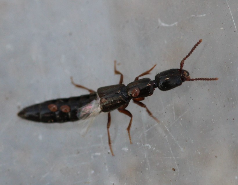 Xantholinus Xantholinus