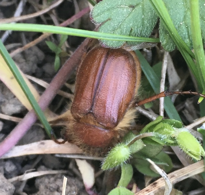 Holochelus aequinoctialis - tavaszeleji cserebogár