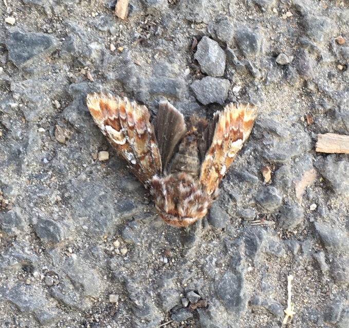 Panolis flammea - fenyőbagoly