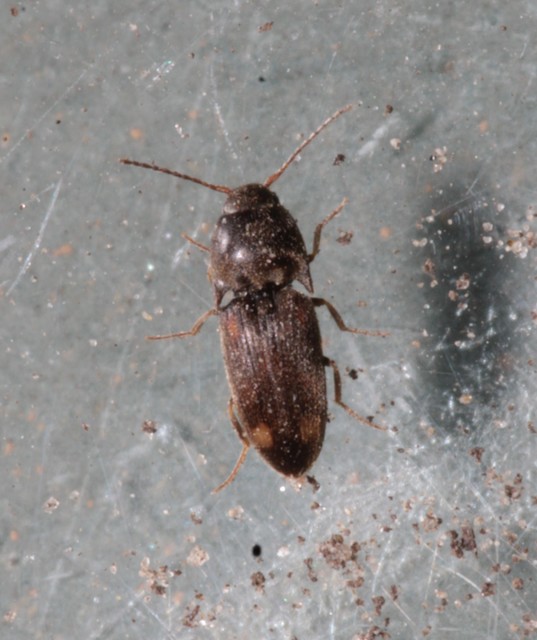 Drasterius bimaculatus - változékony pattanó