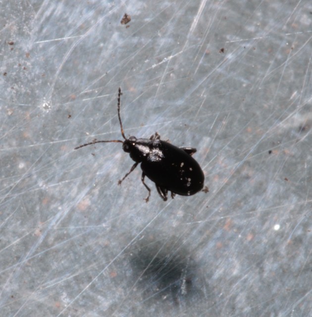 Phyllotreta