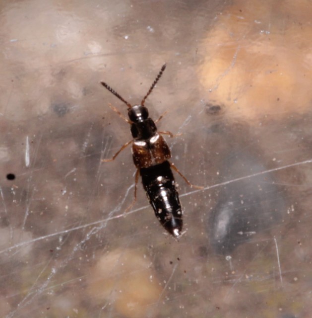 Atheta trinotata - sujtásos penészholyva