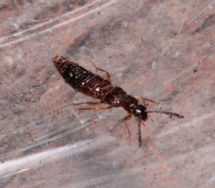 Drusilla canaliculata - közönséges hangyászholyva