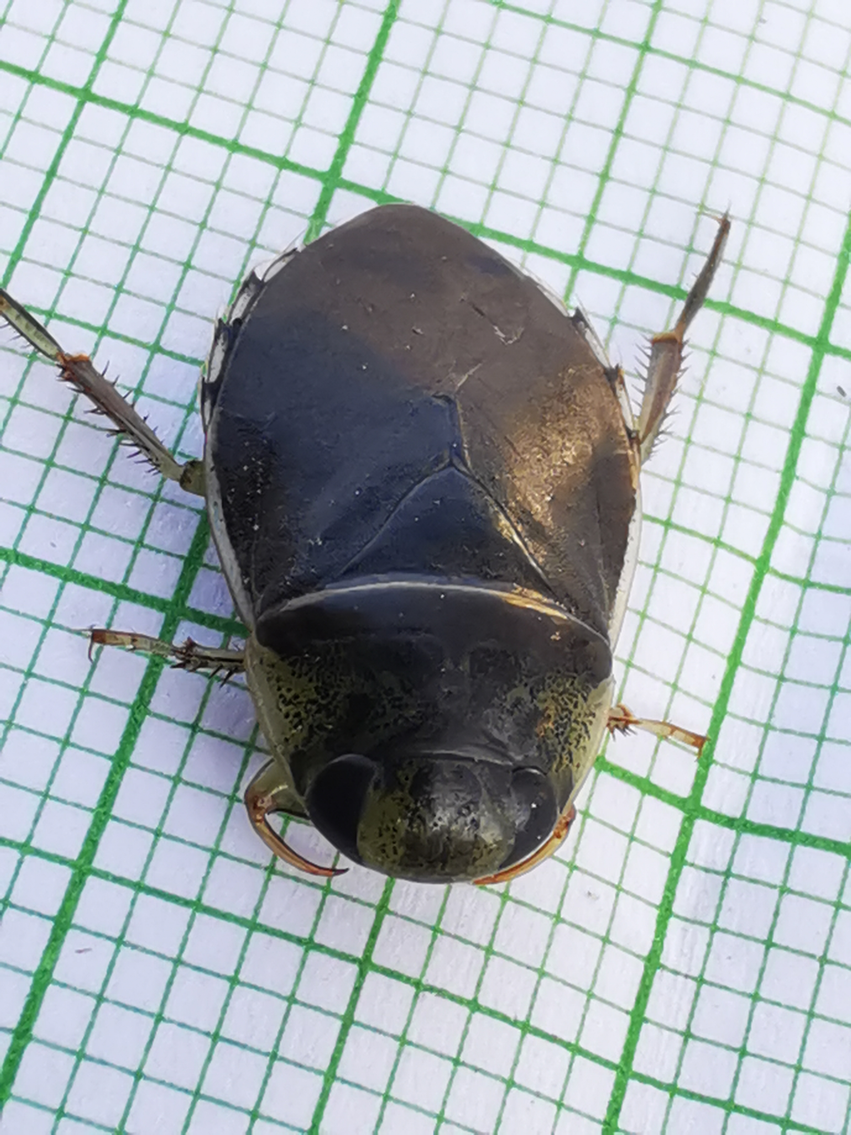 Ilyocoris cimicoides - csíkpoloska Ilyocoris cimicoides - csíkpoloska