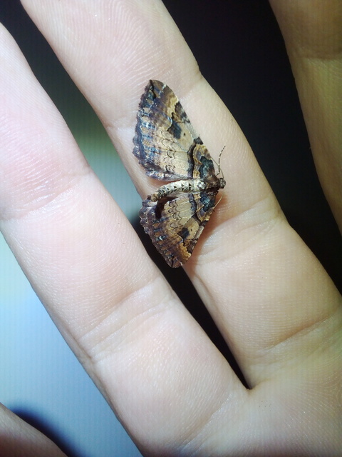 Earophila badiata - csipkerózsa-araszoló