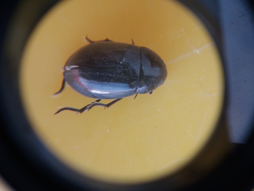Hydrochara caraboides - kis csibor