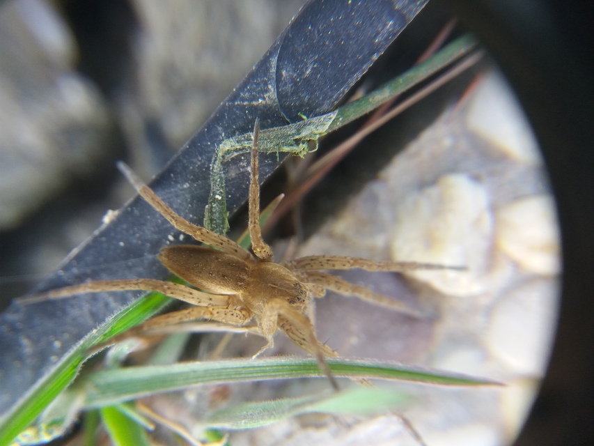 Dolomedes plantarius/fimbriatus