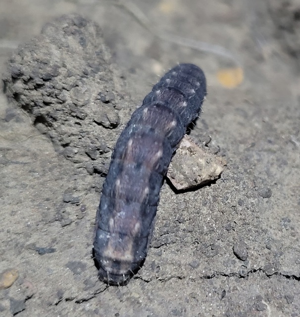 Hoplodrina respersa - bogáncs-selymesbagoly