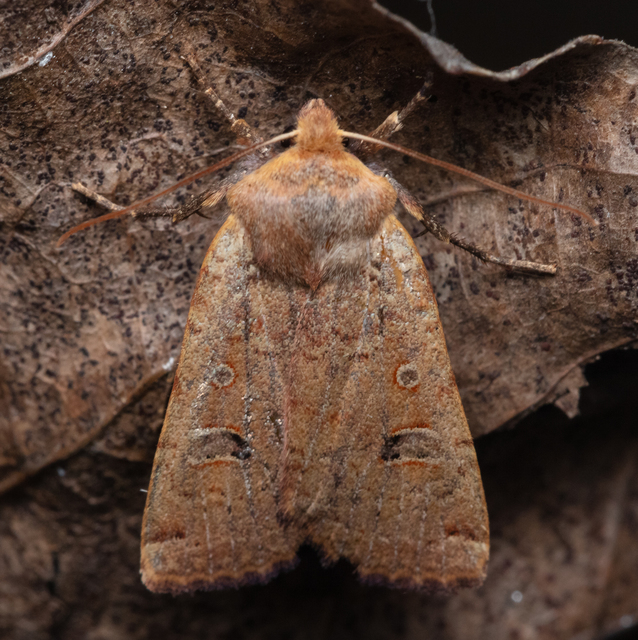 Conistra erythrocephala - vörösfejű őszibagoly