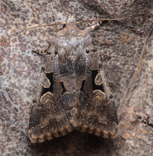 Orthosia gothica - feketefoltos barkabagoly