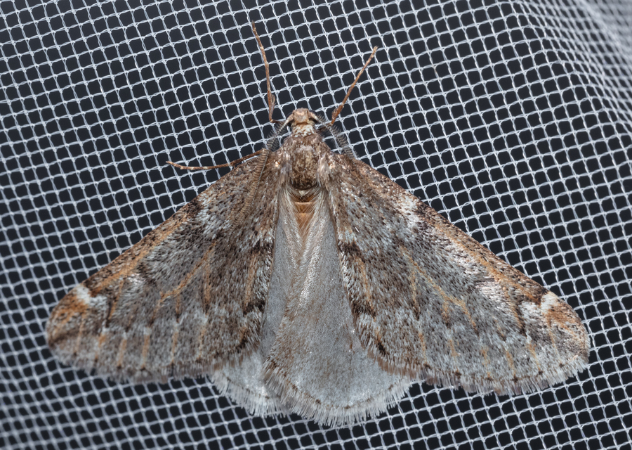 Alsophila aescularia - vadgesztenye-araszoló