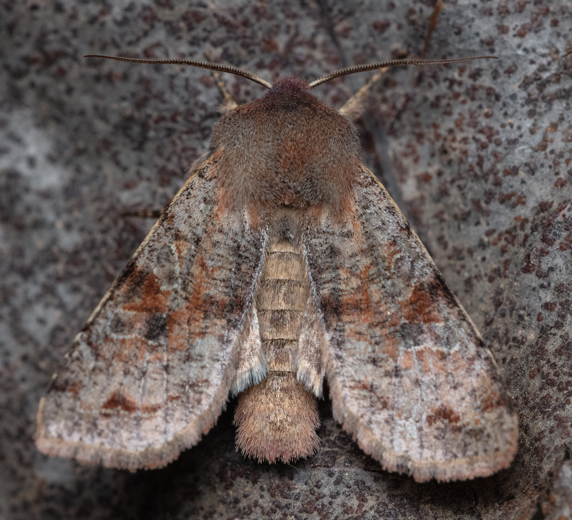 Orthosia incerta - változékony barkabagoly