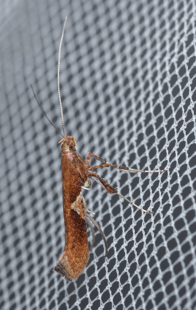 Caloptilia