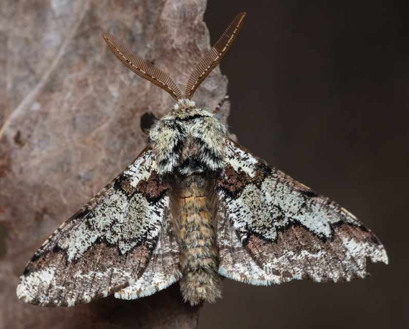 Biston strataria - barnapettyes araszoló