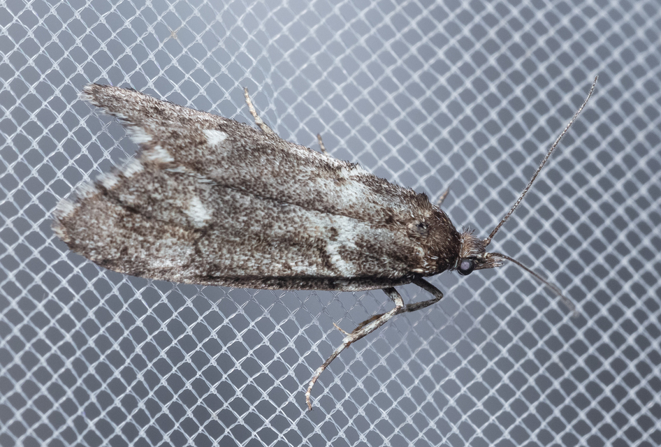 Diurnea fagella - szürke tavaszimoly