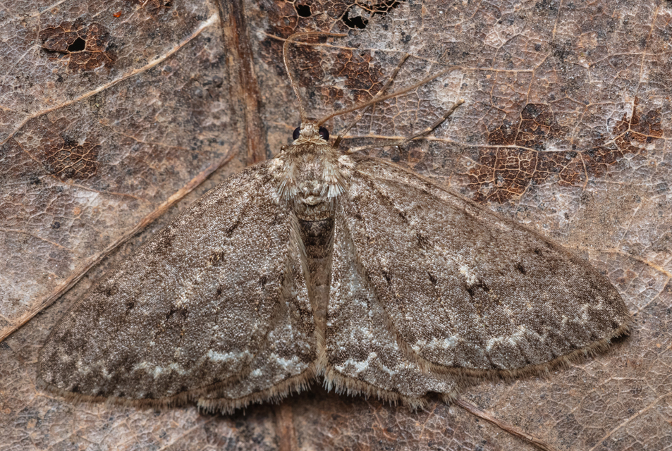 Ectropis crepuscularia - avararaszoló