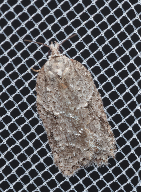 Acleris