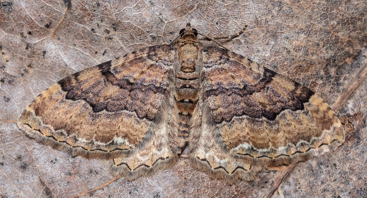 Hydria cervinalis - őzbarna araszoló
