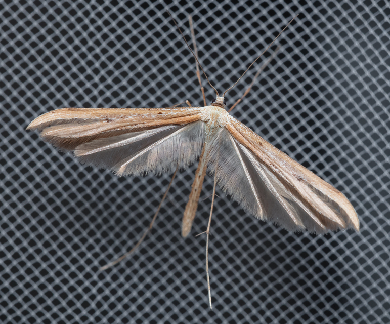 Pterophoridae - tollasmolyfélék
