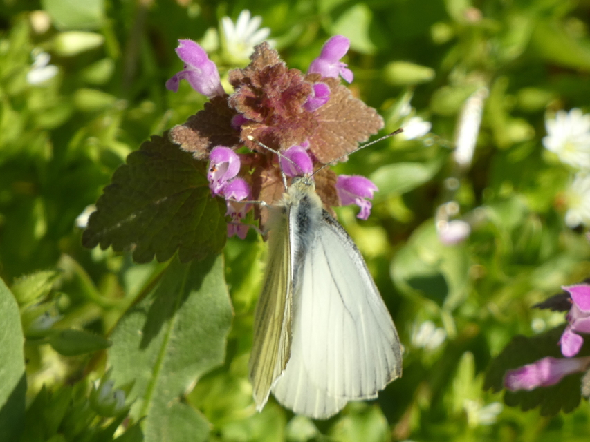 Pieris napi - repcelepke