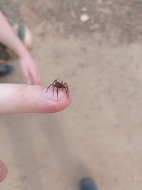 Trochosa