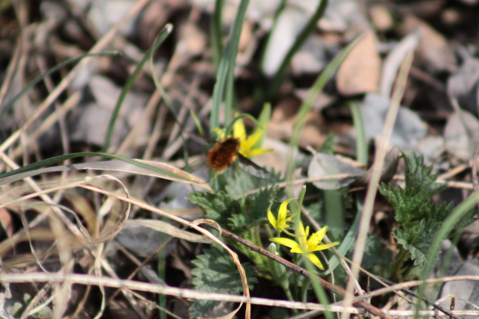 Bombylius major - szegélyes pöszörlégy