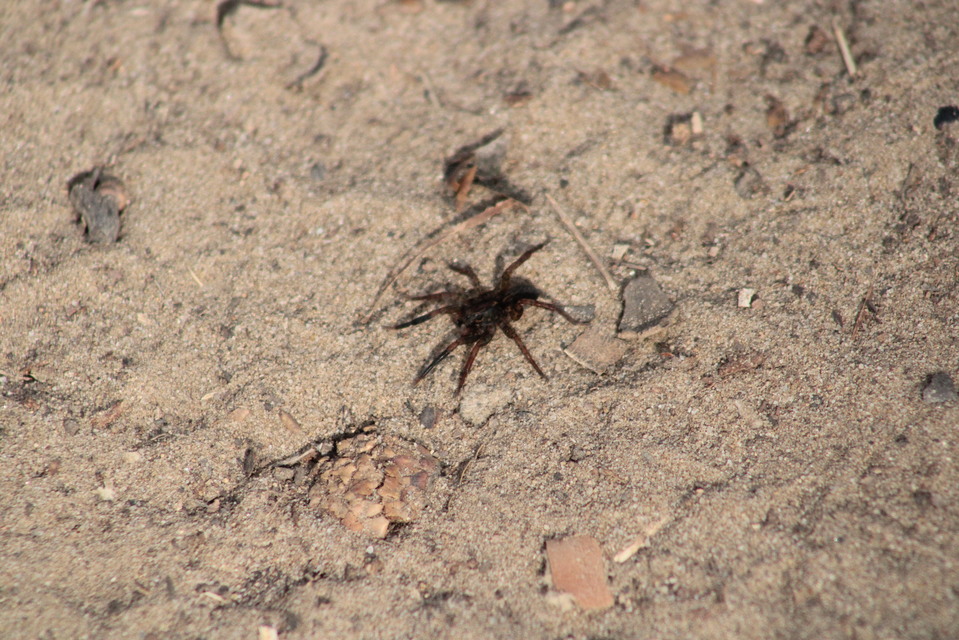 Trochosa