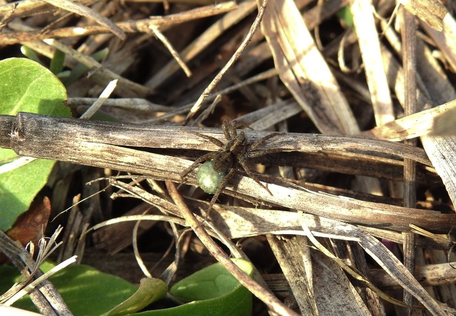 Pardosa
