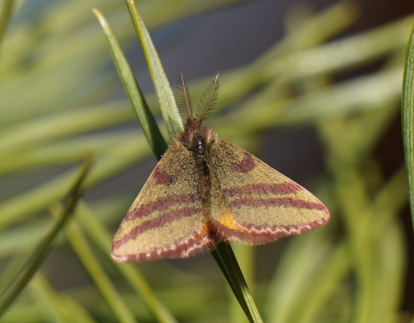 Lythria cruentaria - bíborcsíkos araszoló