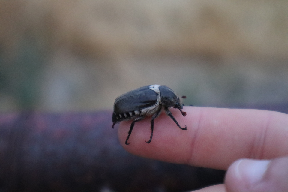Anoxia pilosa - pusztai cserebogár