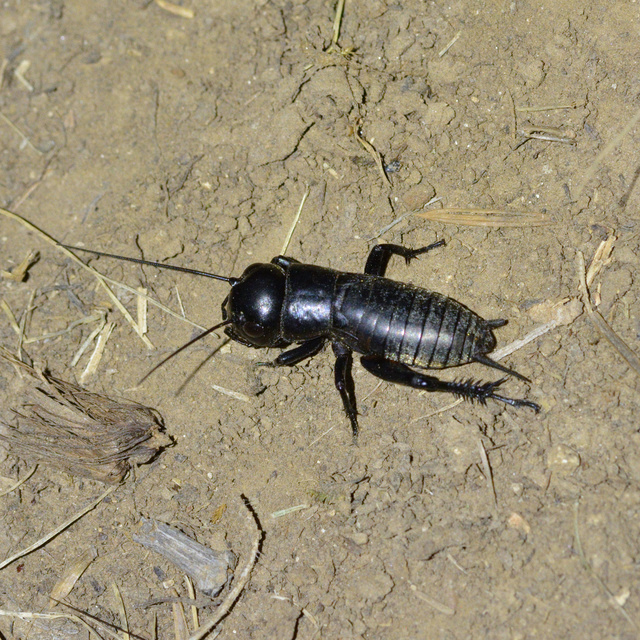 Gryllus campestris - mezei tücsök