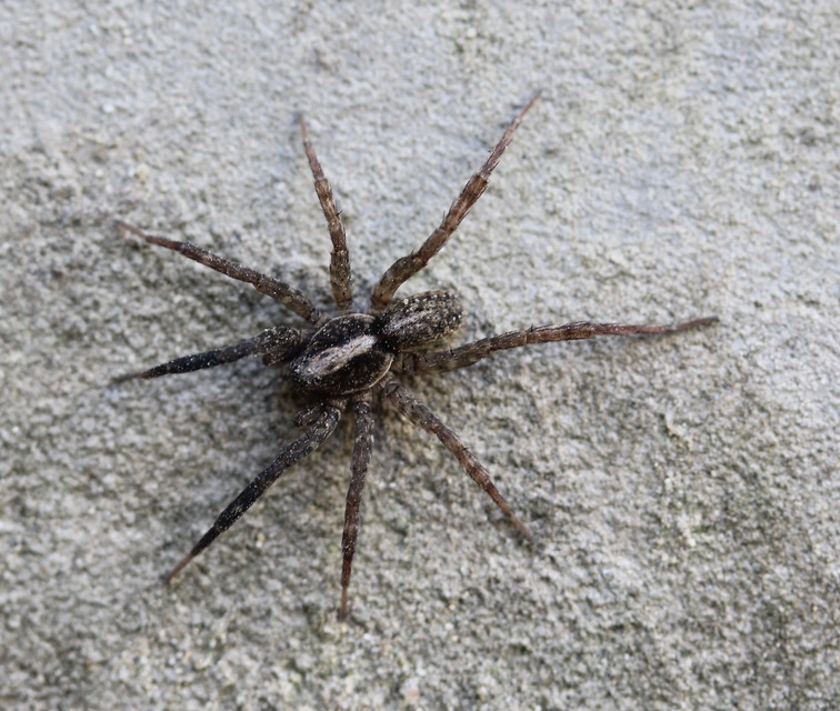 Trochosa