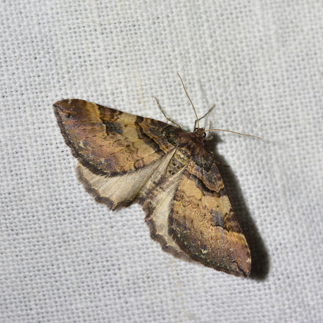 Earophila badiata - csipkerózsa-araszoló