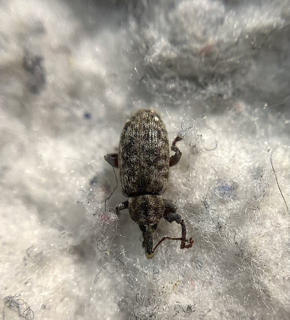 Dorytomus taeniatus - kecskefűz-hangormányos