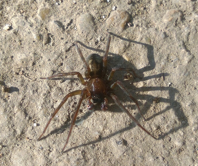 Amaurobius ferox - nagy eretnekpók