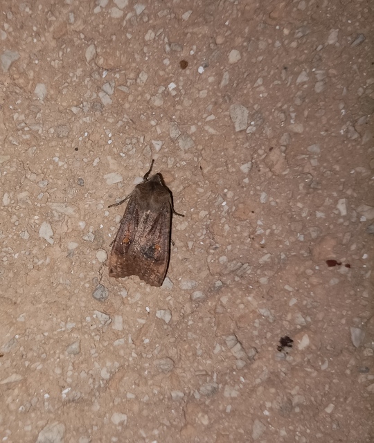 Eupsilia transversa - holdacskás télibagoly