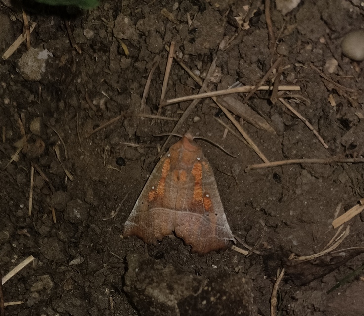 Scoliopteryx libatrix - vörös csipkésbagoly Scoliopteryx libatrix - vörös csipkésbagoly