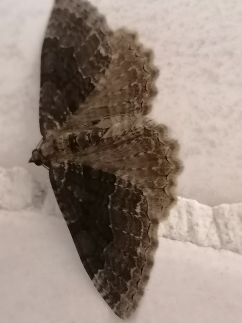 Hydria cervinalis - őzbarna araszoló