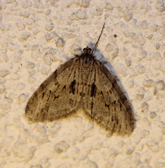 Trichopteryx polycommata - kőrisfa-lebenyesaraszoló