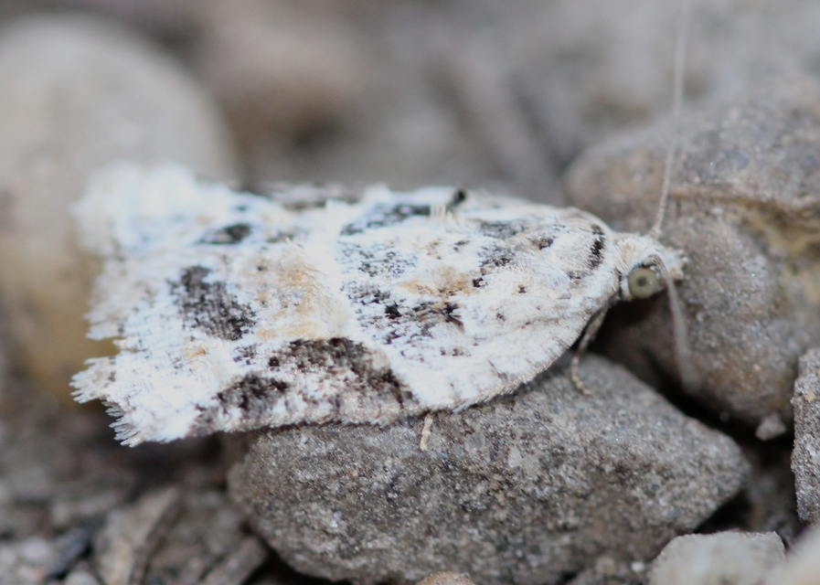 Acleris lacordairana - szilfa-levélmoly