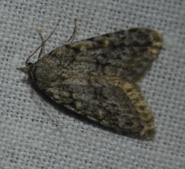 Nola cicatricalis - szürke pamacsosszövő