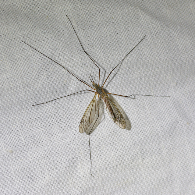 Tipula