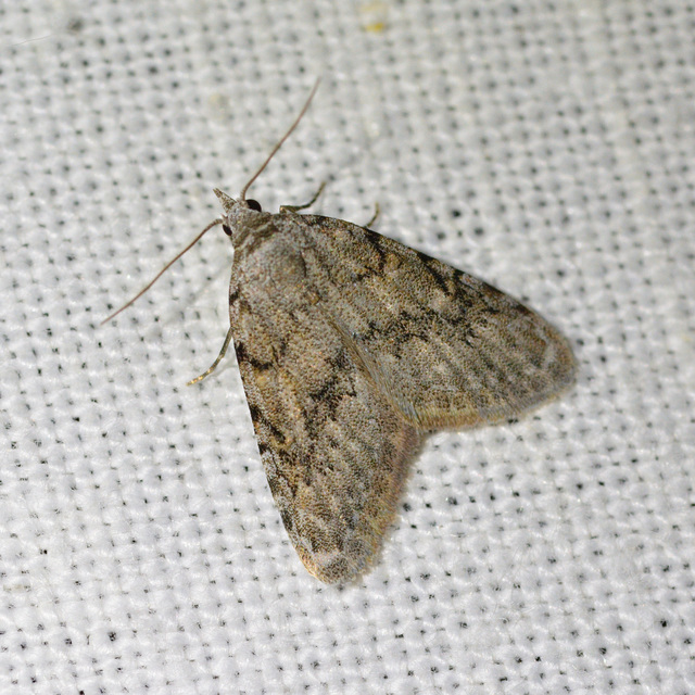 Nola cicatricalis - szürke pamacsosszövő