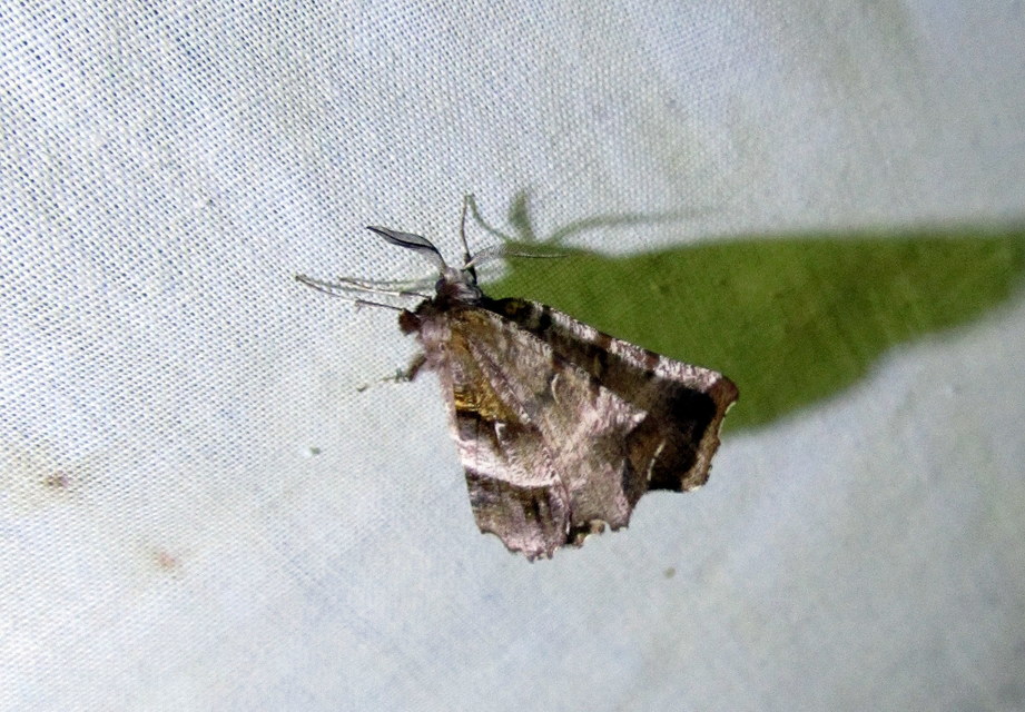 Selenia dentaria - kétfoltos holdasaraszoló