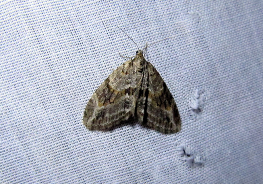 Trichopteryx polycommata - kőrisfa-lebenyesaraszoló