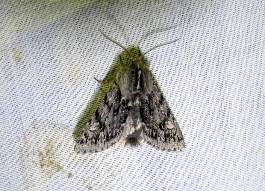 Brachionycha nubeculosa - zömök fésűsbagoly