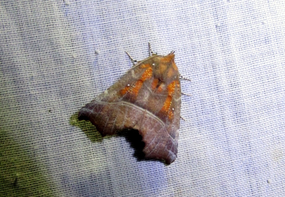 Scoliopteryx libatrix - vörös csipkésbagoly Scoliopteryx libatrix - vörös csipkésbagoly