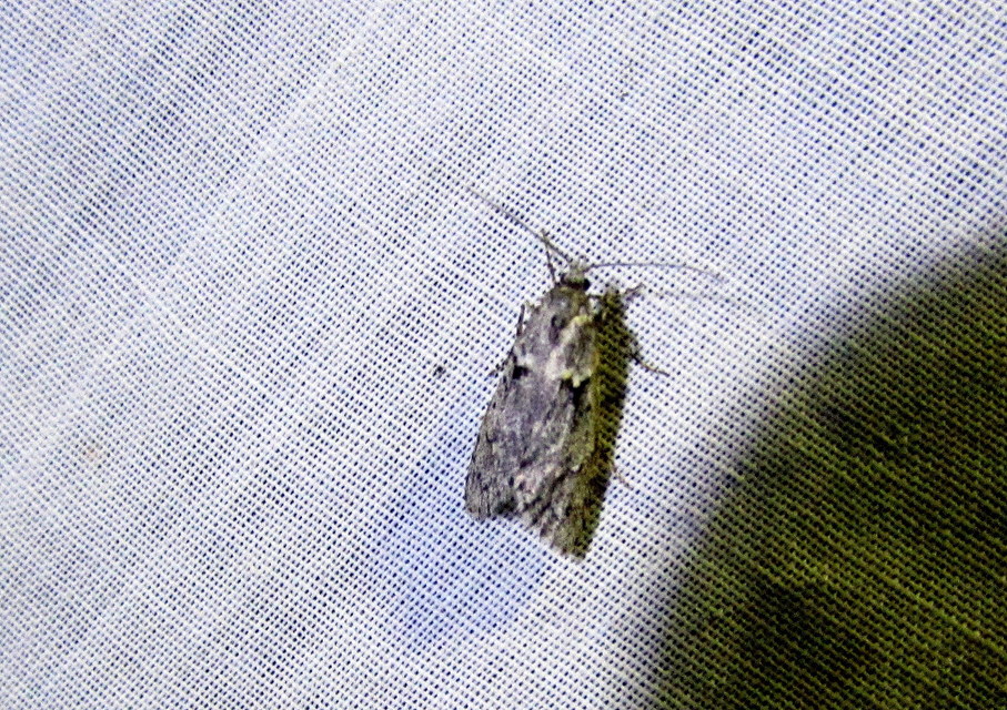Diurnea fagella - szürke tavaszimoly